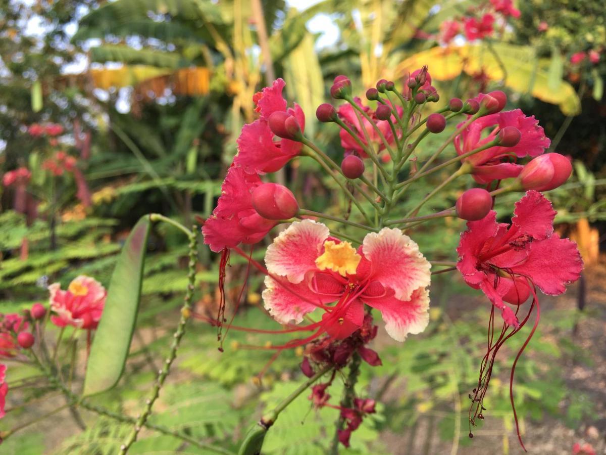 Mucumbli Villa Ponta Figo Buitenkant foto
